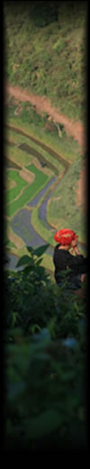 Sapa rice paddy